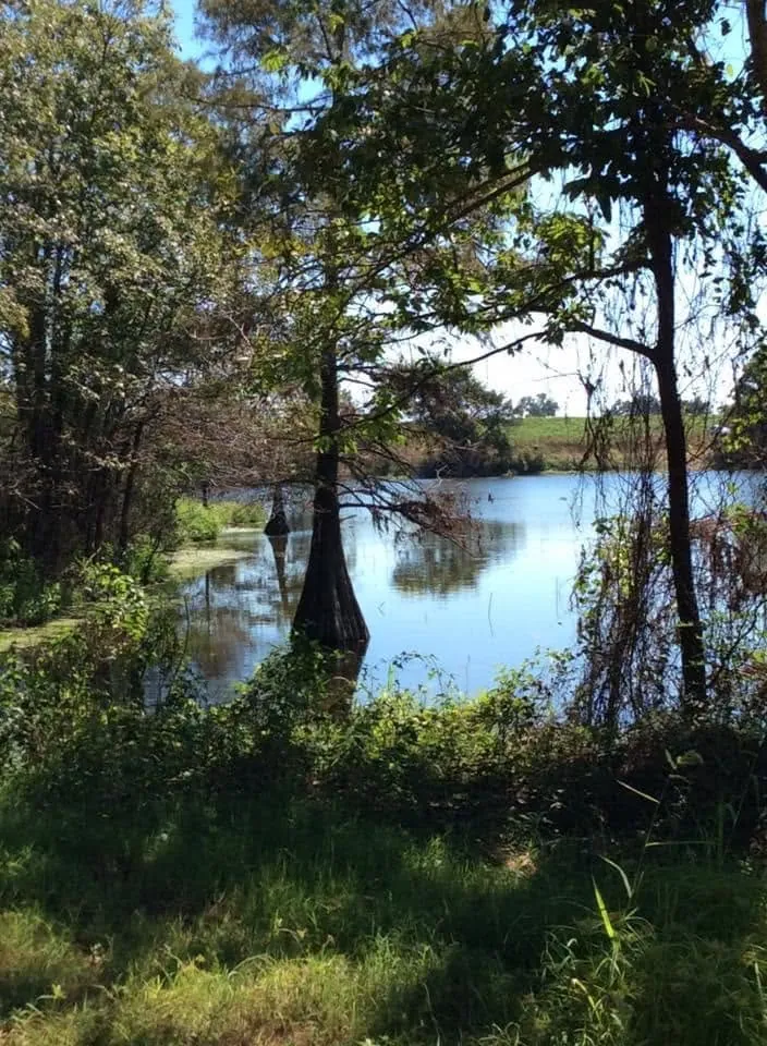 Cypress trees along the water at River Island RV Park
